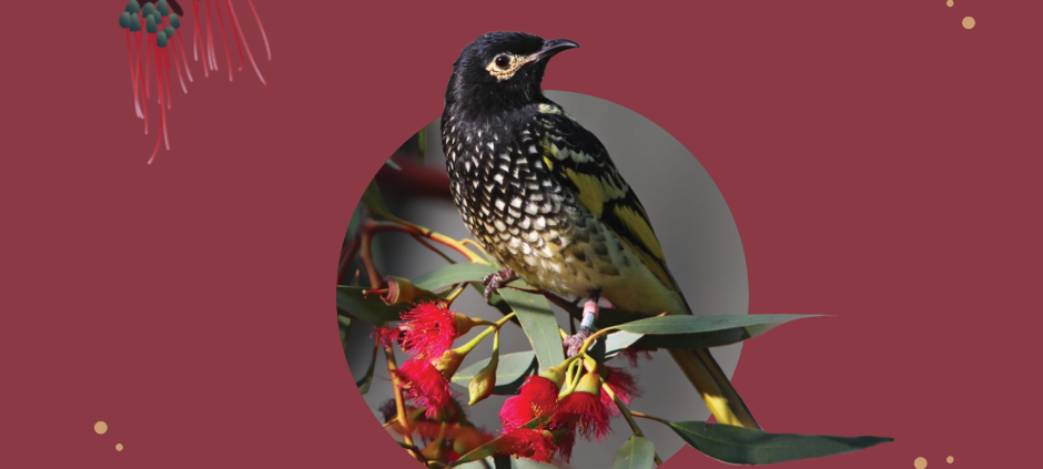 BirdLife Australia Christmas Appeal